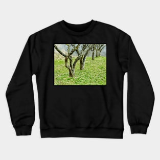 Apple trees in an orchard Crewneck Sweatshirt